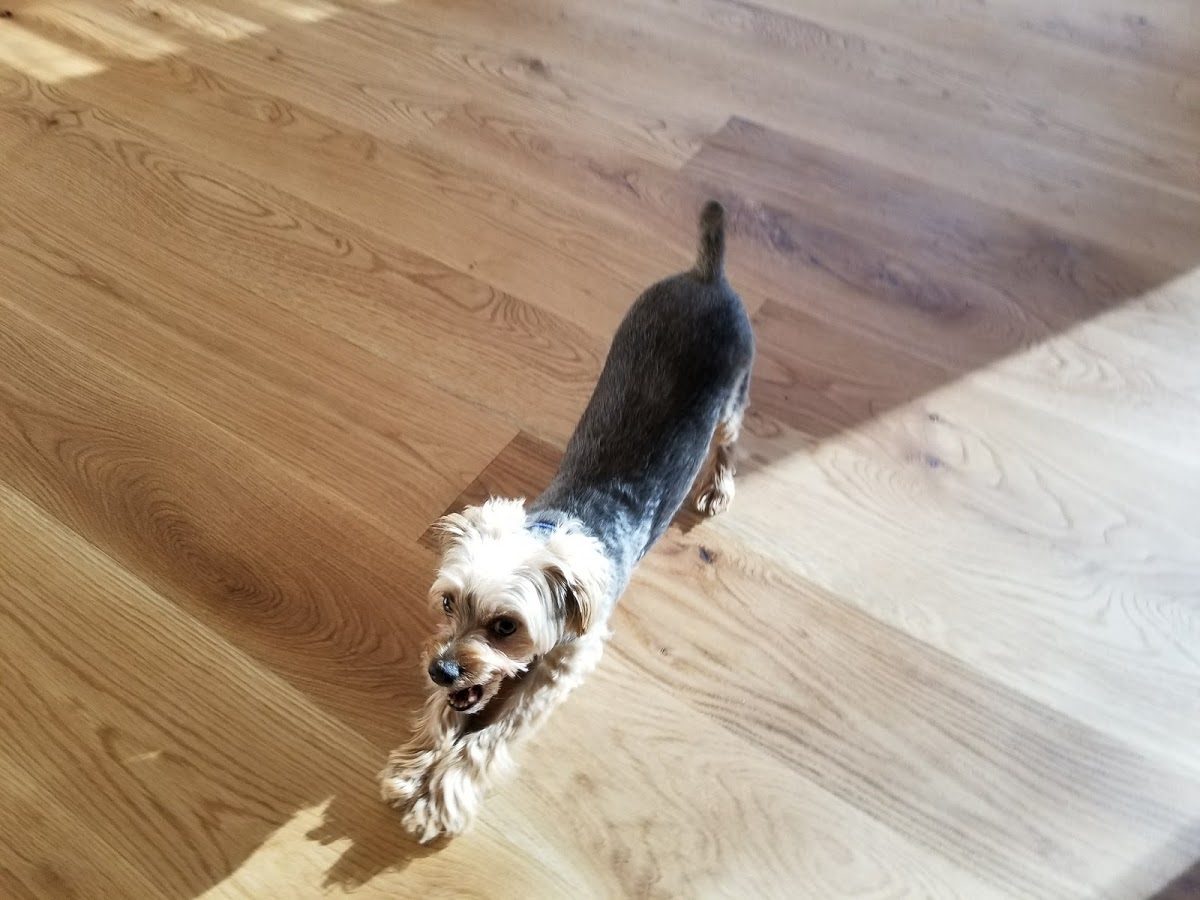 Family dog on a refinished hardwood floor